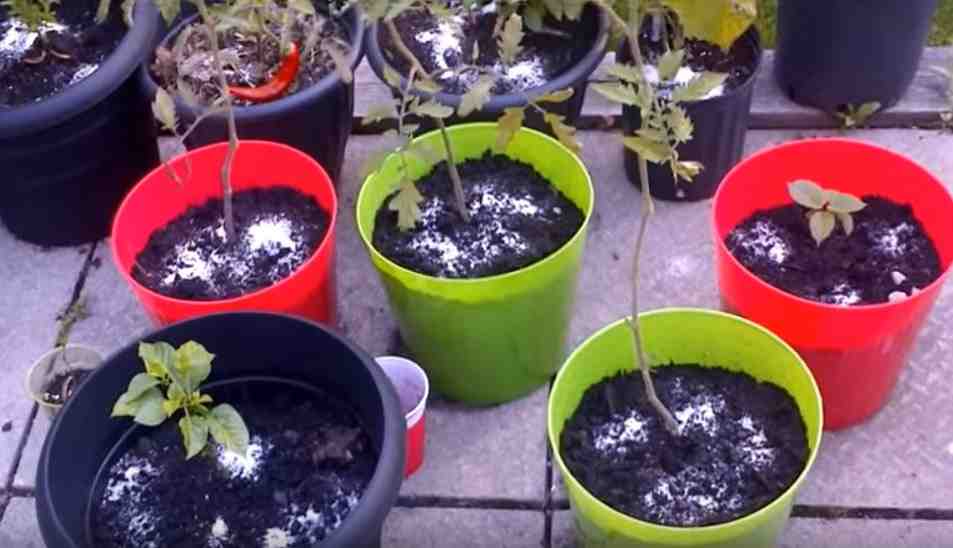 Comment utiliser le sel d'Epsom pour les tomates ?