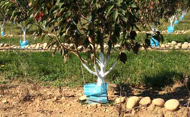 Quand et comment chauler un potager ?