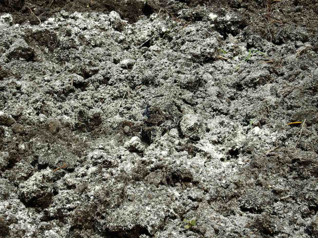 Quand mettre de la chaux dans un jardin ?